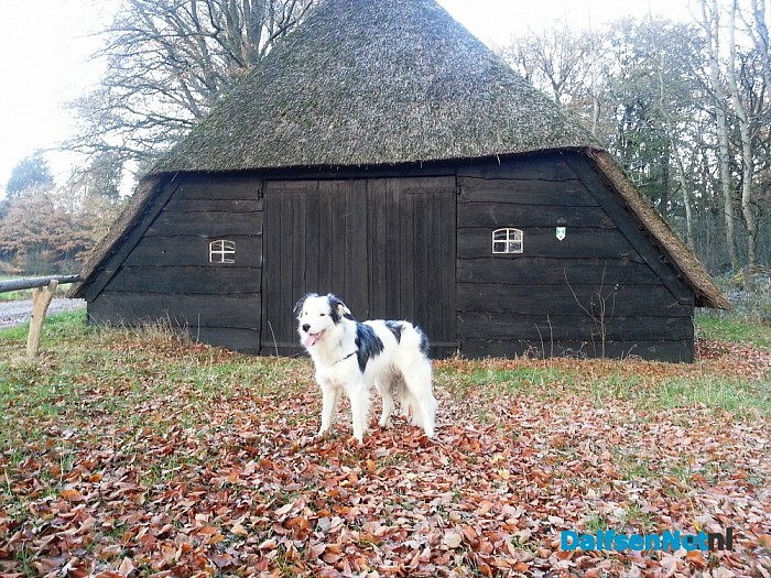 De border collie is er al