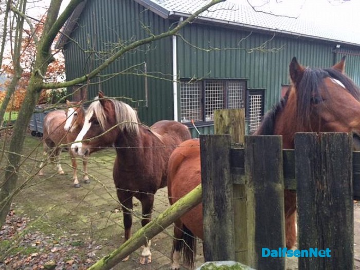 Paarden spontaan op bezoek bij Mooirivier