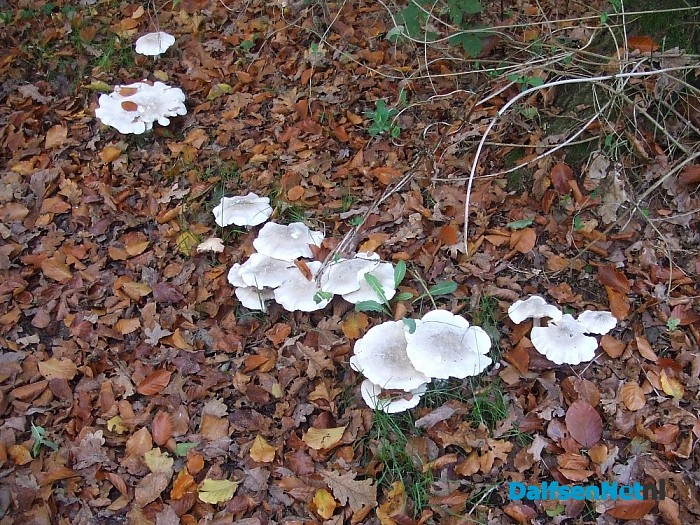 Paddenstoelen aan de Papenallee