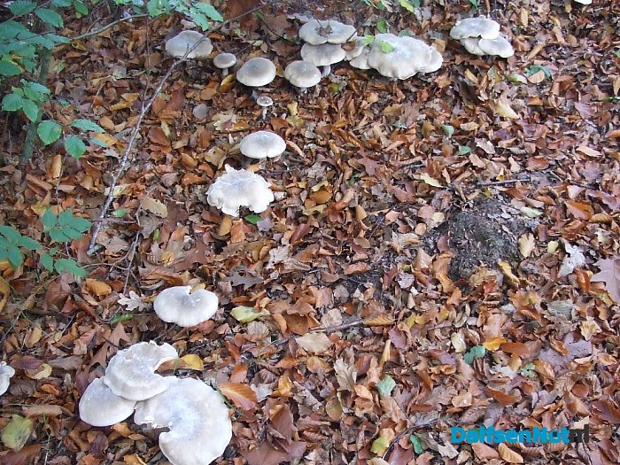 Paddenstoelen aan de Papenallee