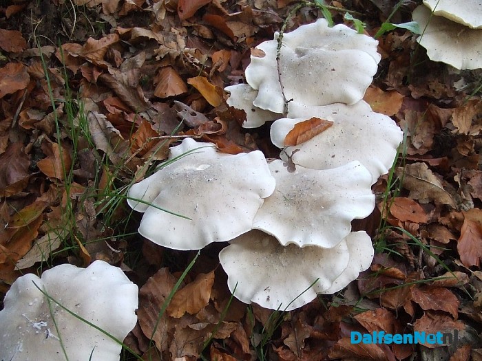 Paddenstoelen aan de Papenallee