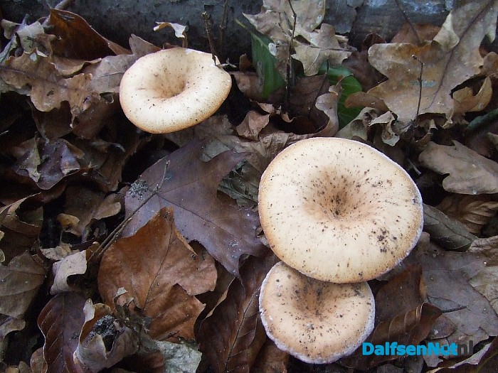 Paddenstoelen aan de Papenallee