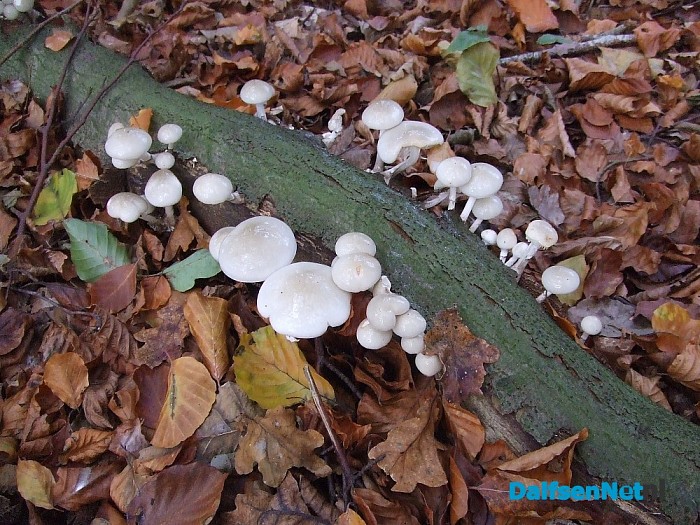 Paddenstoelen aan de Papenallee