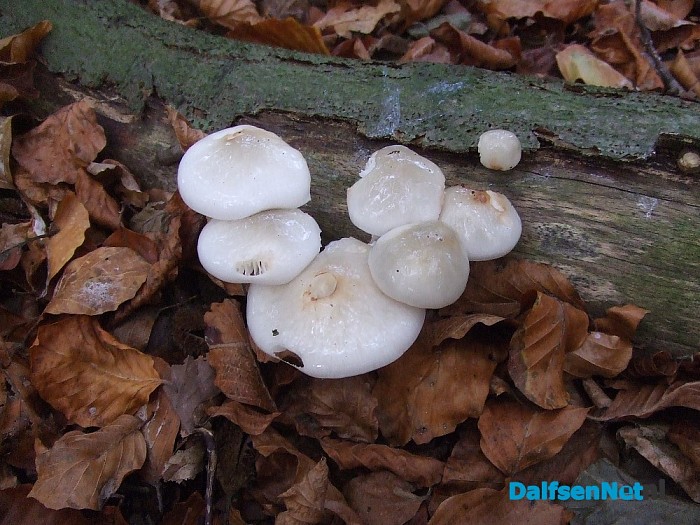 Paddenstoelen aan de Papenallee