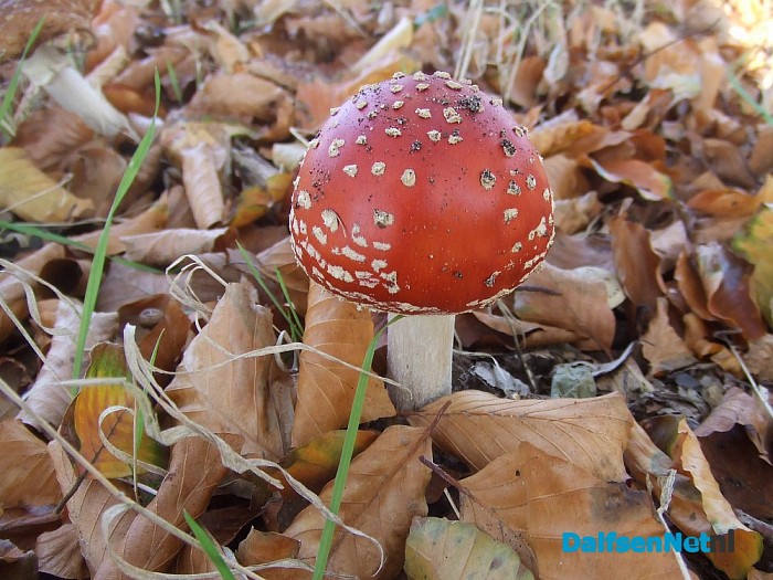 Paddenstoelen aan de Papenallee