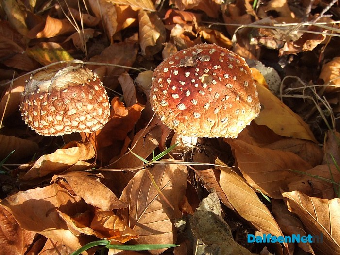 Paddenstoelen aan de Papenallee