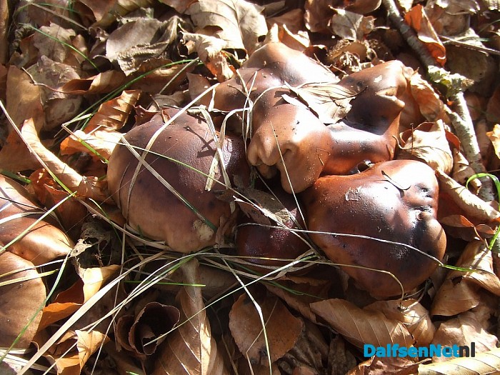 Paddenstoelen aan de Papenallee