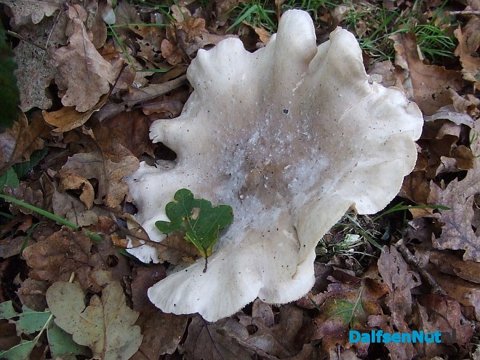 Paddenstoelen aan de Papenallee