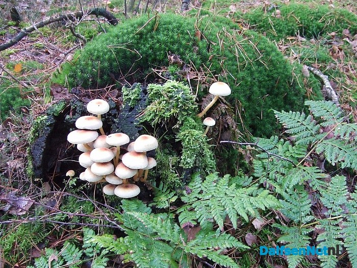Hoe mooi kan de natuur zijn