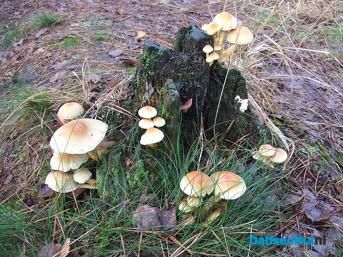Hoe mooi kan de natuur zijn