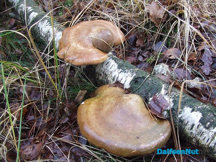 Hoe mooi kan de natuur zijn