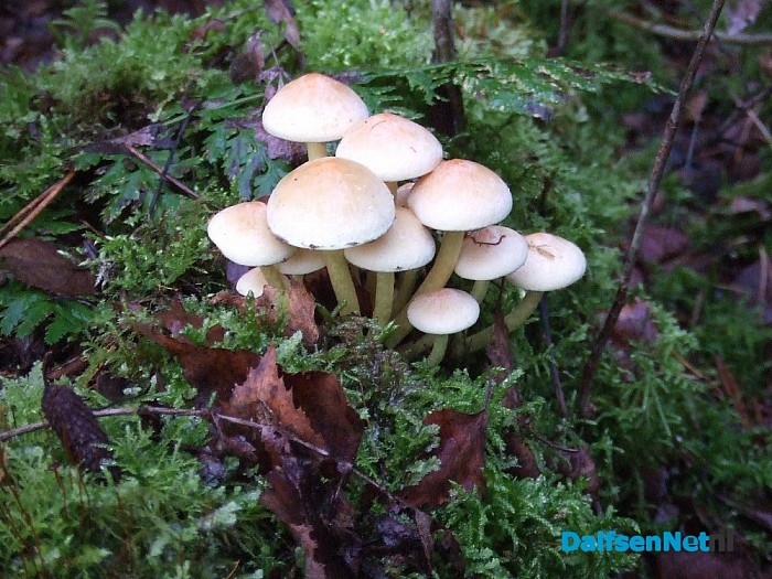 Hoe mooi kan de natuur zijn