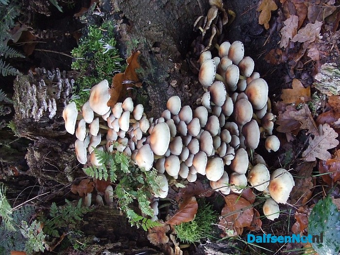 Hoe mooi kan de natuur zijn