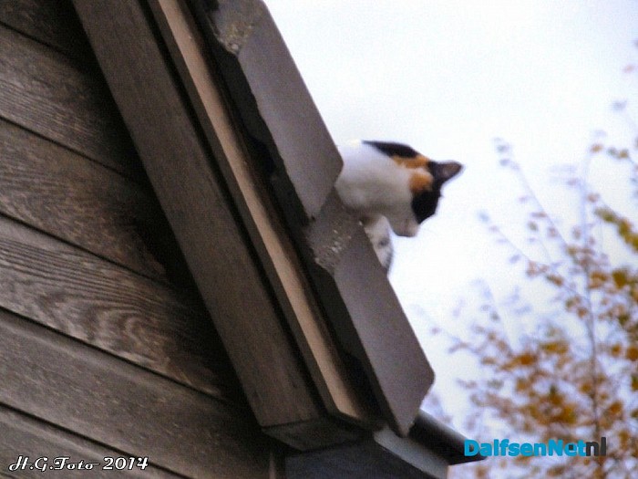 Kat laat zich niet pakken. - Foto: H.G. Foto