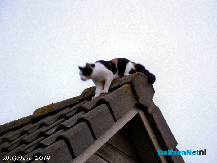 Kat laat zich niet pakken. - Foto: H.G. Foto