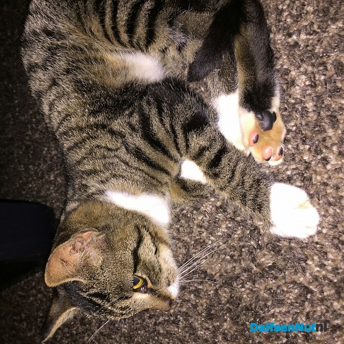Poes gevonden