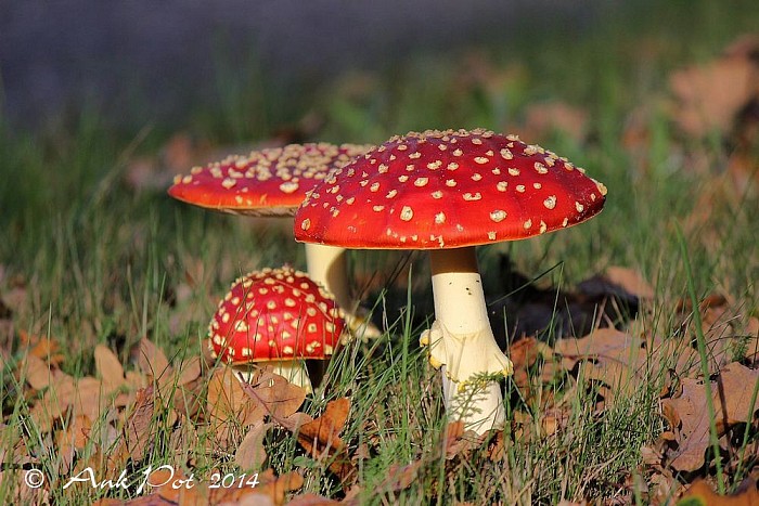 Foto van de maand November. - Foto: Ank Pot