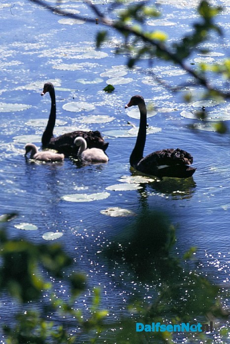 Zwarte zwanen op bezoek in Dalfsen