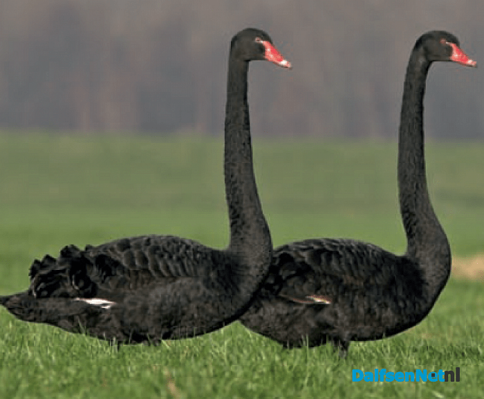 Zwarte zwanen op bezoek in Dalfsen