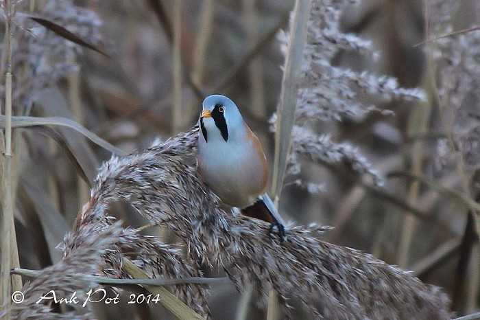 Foto van de maand December - Foto: Ank Pot