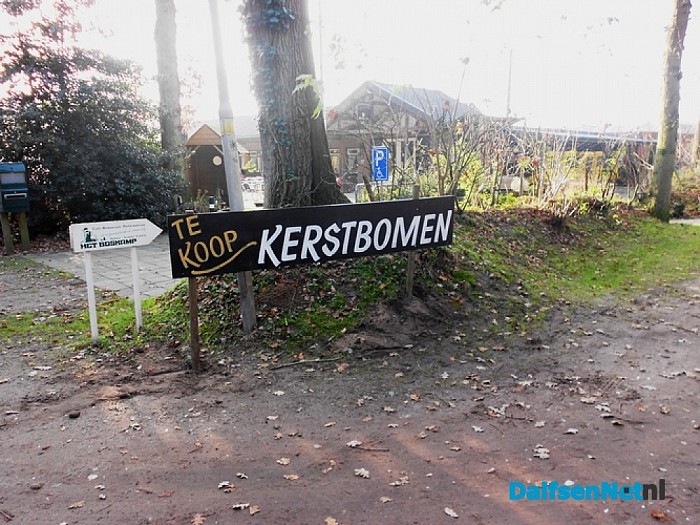 Na Sinterklaas start de kerstbomen verkoop