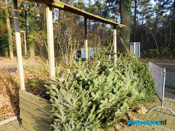 Na Sinterklaas start de kerstbomen verkoop