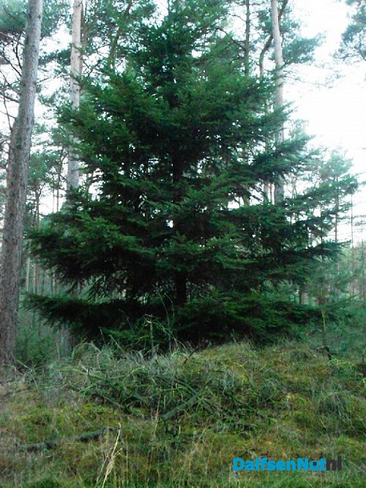 Bomen zonder ballen