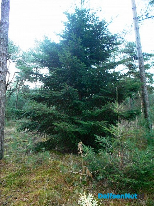 Bomen zonder ballen