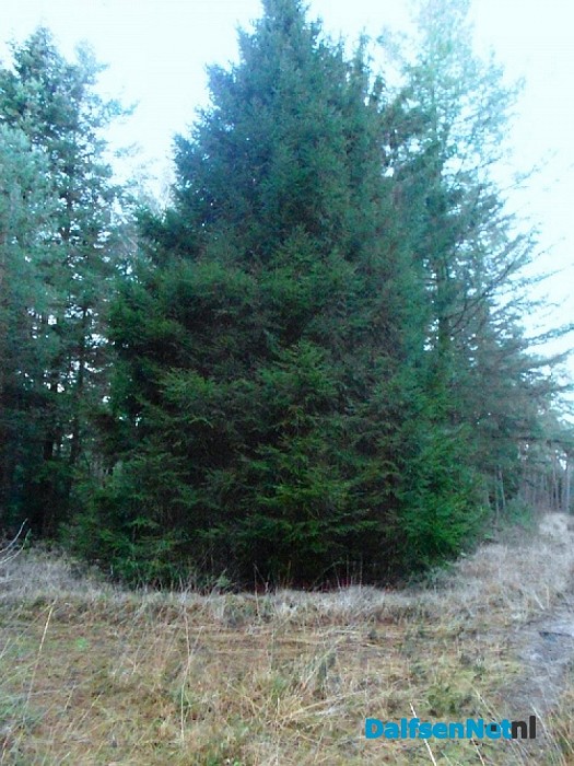 Bomen zonder ballen