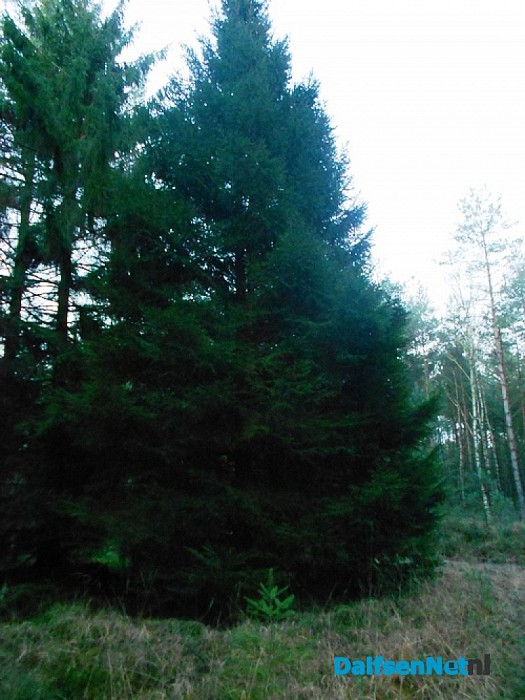Bomen zonder ballen