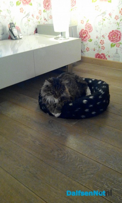 Kat vermist en ook al weer teug!