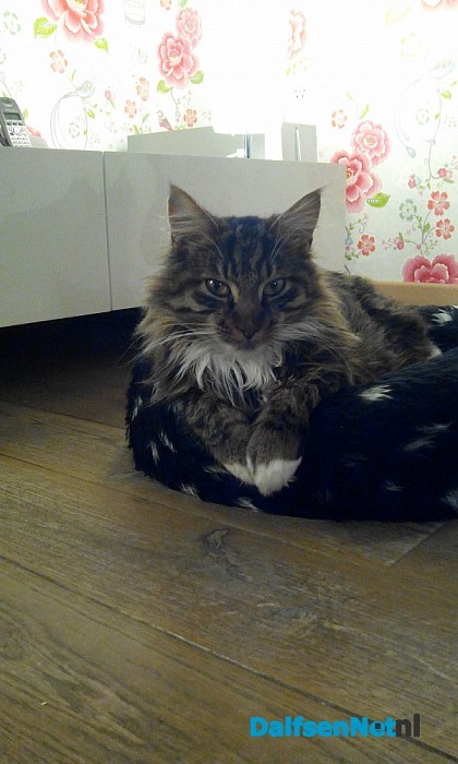 Kat vermist en ook al weer teug!