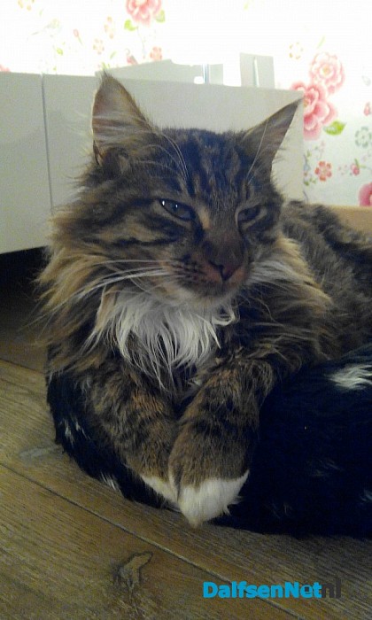 Kat vermist en ook al weer teug!