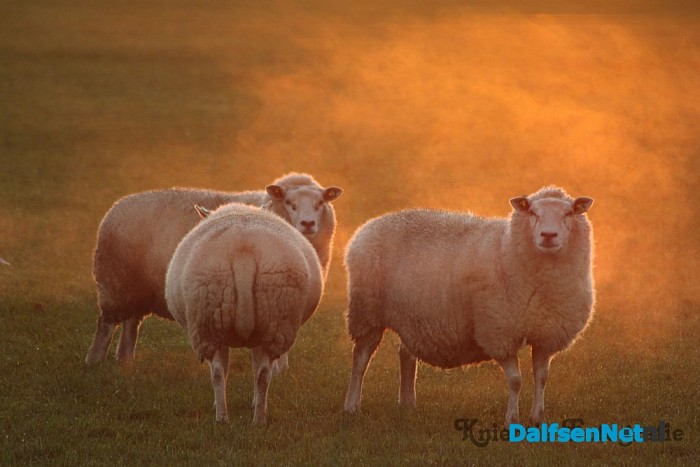 Dalfsen in de mist