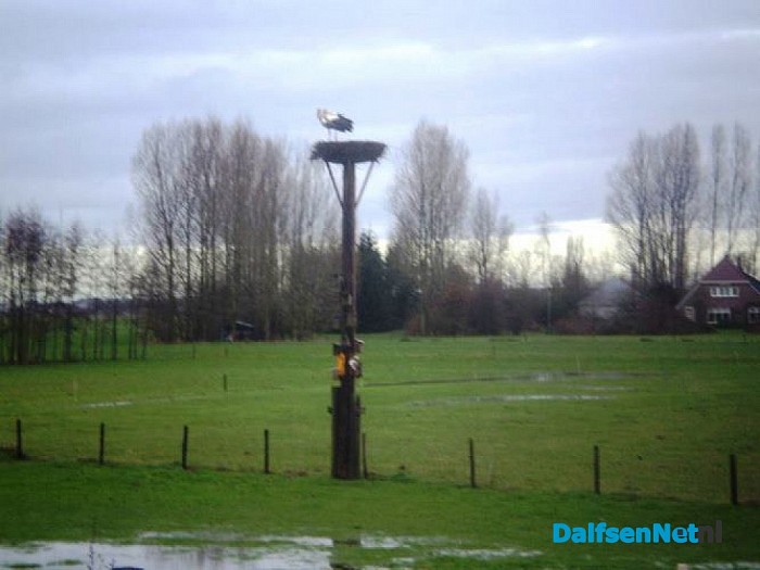 Al weer ooievaars in Laag Zuthem