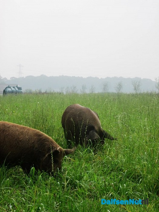 Decohof: Tijdelijk vleespakketten ecologische wolvarkens