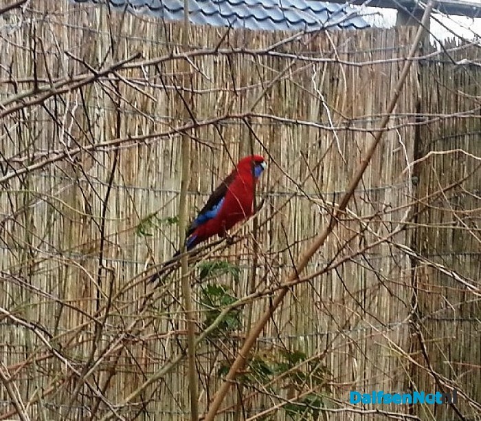 Vreemde vogel is wederom gespot