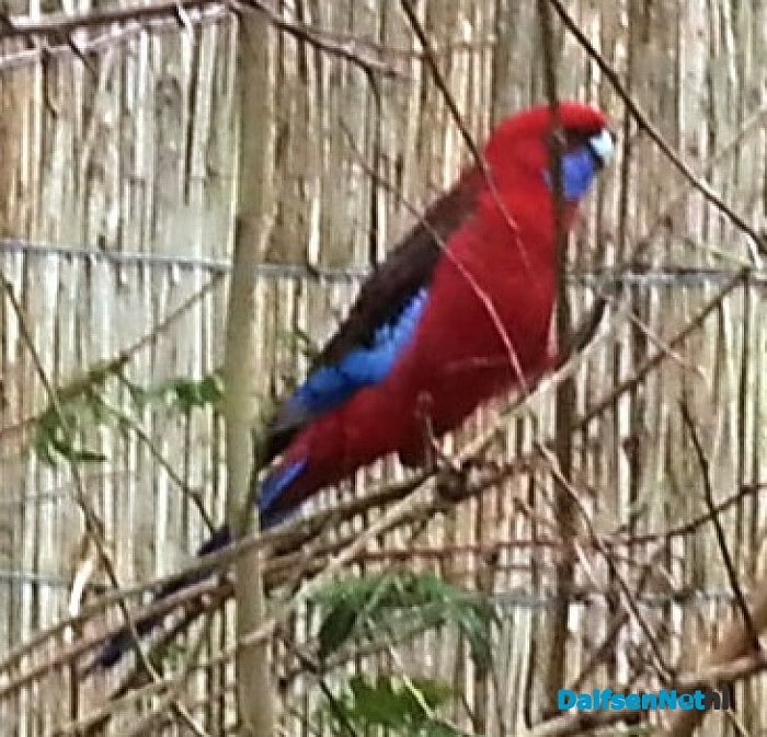 Vreemde vogel is wederom gespot