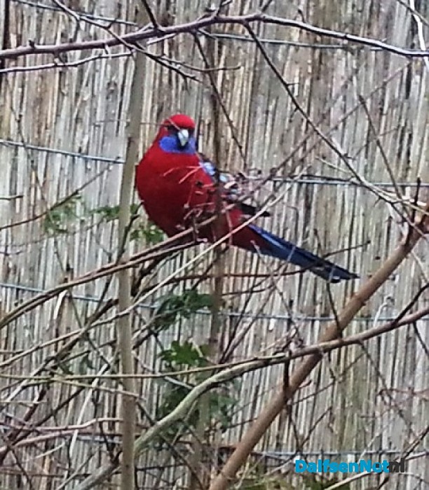 Vreemde vogel is wederom gespot