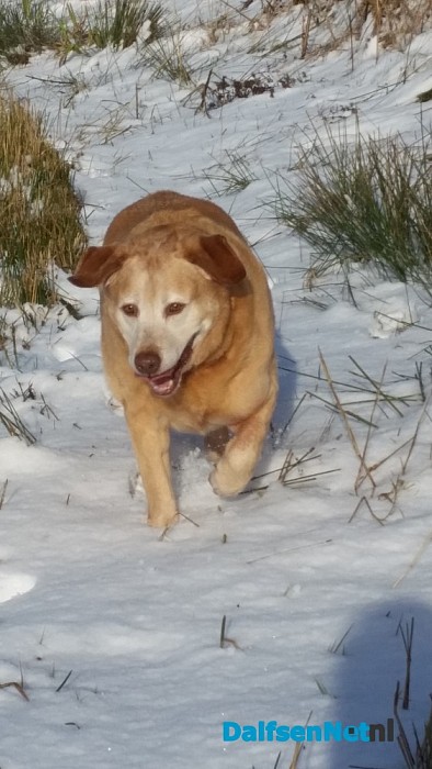 Ingezonden sneeuwfoto’s (update met heel veel mooie foto’s!)