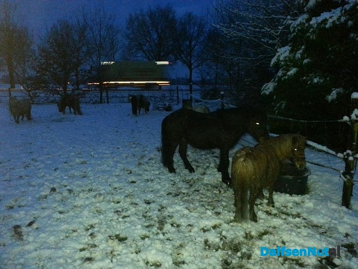 7 pony’s gevonden Lemelerveld