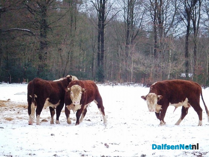 Ochtendgloren 25 januari 2015