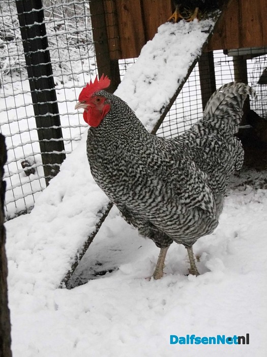 Ingezonden sneeuwfoto’s (update met heel veel mooie foto’s!)