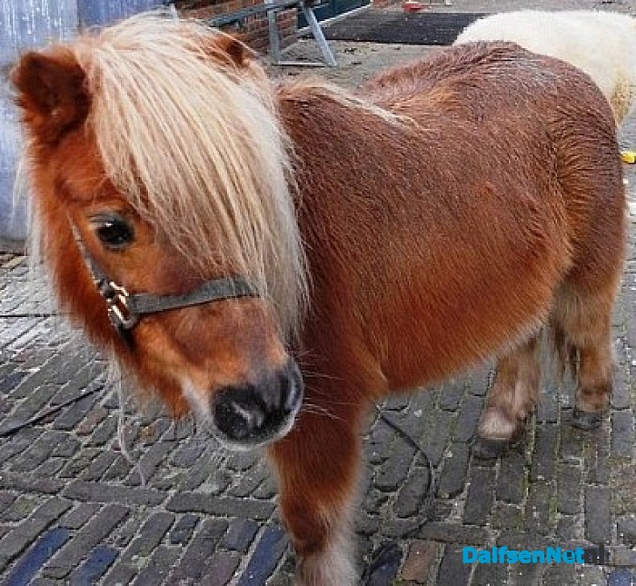 Pony ontsnapt en weer terug