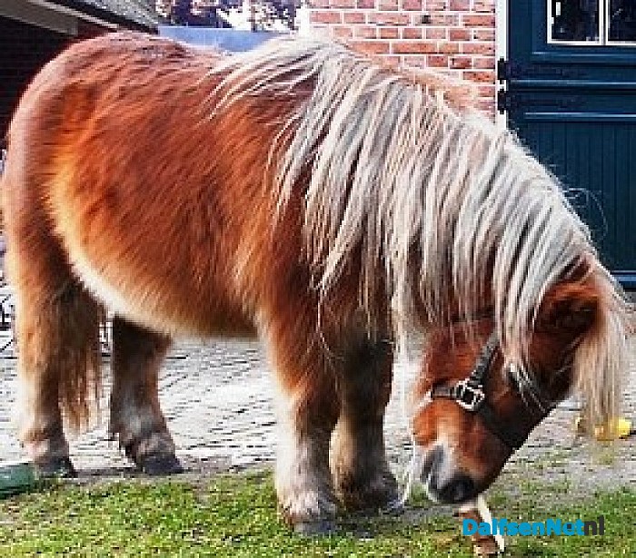 Pony ontsnapt en weer terug