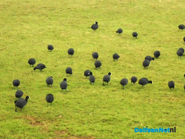 Weide vol vogels
