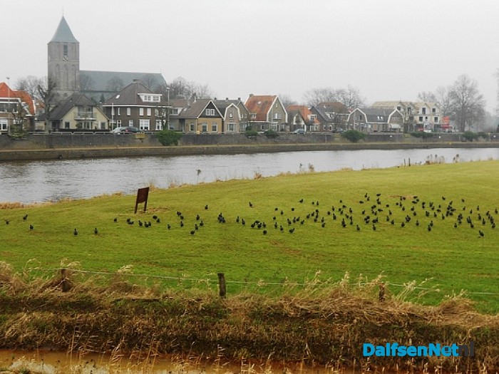 Weide vol vogels