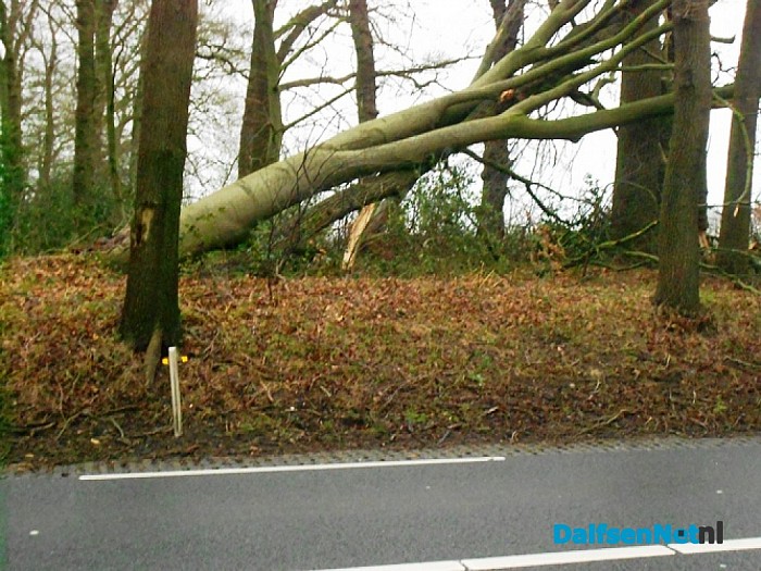 Boom langs Poppenallee kon storm niet verdragen