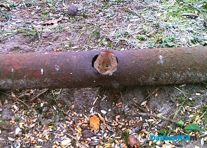 De gelukkigste muis van Dalfsen. - Foto: H.G. Foto