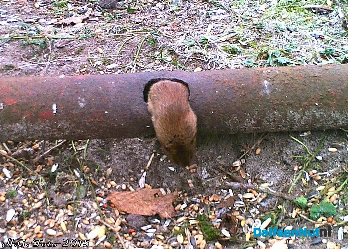 De gelukkigste muis van Dalfsen. - Foto: H.G. Foto